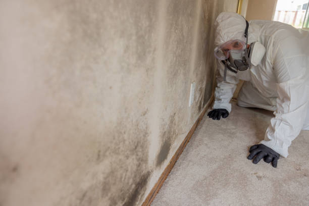 Why You Should Choose Our Mold Remediation Services in Imlay City, MI